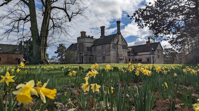 Daffodils on the approach to Baddesley Clinton, Warwickshire